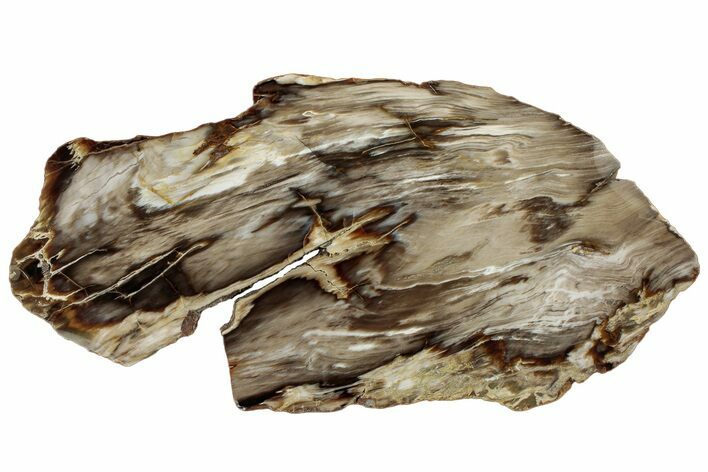 Polished Petrified Wood (Bald Cypress?) Slab - Washington #308396